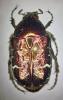Cetonia aurata aurata